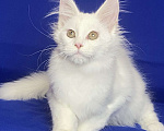 Кошки в Фокино: Котик мейн кун Мальчик, 40 000 руб. - фото 4