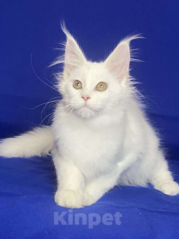 Кошки в Фокино: Котик мейн кун Мальчик, 40 000 руб. - фото 4