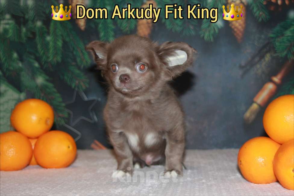 Собаки в Саратове: Лиловый малыш  Мальчик, 45 000 руб. - фото 4