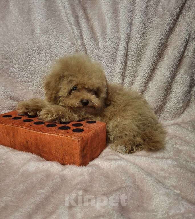 Собаки в Москве: Мальтмпу f1 девочка мини Девочка, 55 000 руб. - фото 2