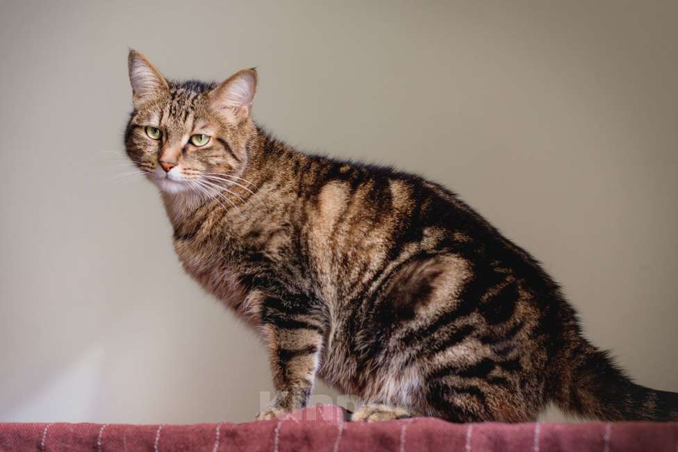 Кошки в Москве: Шикарный мраморный кот в добрые руки Мальчик, Бесплатно - фото 6