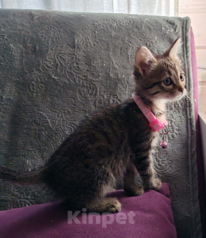 Кошки в Москве: Котенок -девочка в добрые руки Девочка, Бесплатно - фото 5
