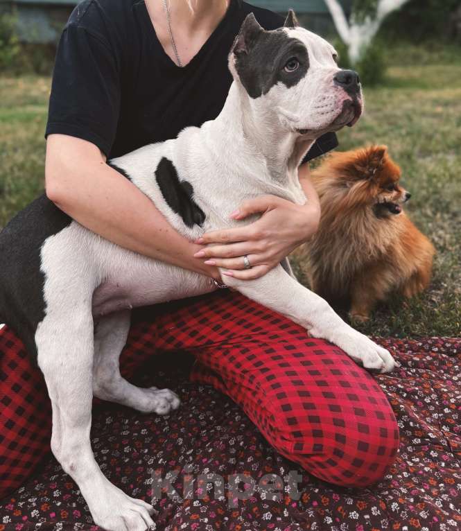 Собаки в Саратове: Милка Девочка, Бесплатно - фото 5