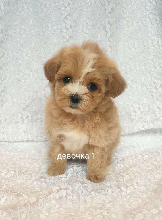 Собаки в Москве: мальтипу девочка F1 Девочка, 100 000 руб. - фото 2