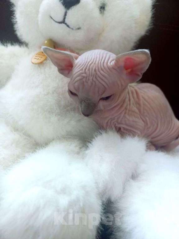 Кошки в Москве: Котята породы Канадский сфинкс Мальчик, 30 000 руб. - фото 4