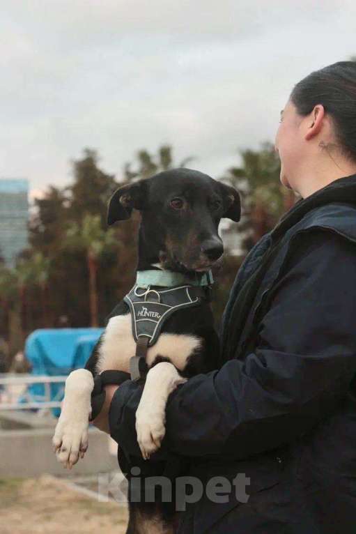 Собаки в Москве: Гили спасён в Грузии и ищет дом Мальчик, Бесплатно - фото 8