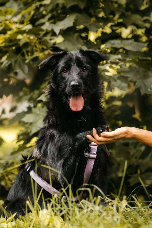 Собаки в Москве: Оскар - принц собачьего мира! Мальчик, Бесплатно - фото 9