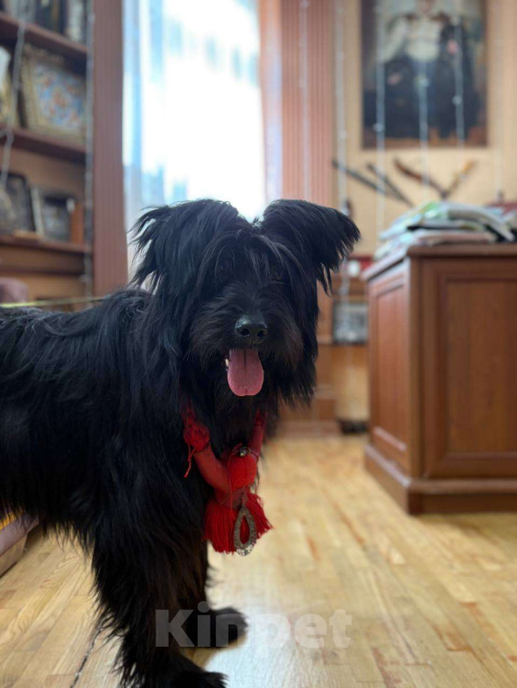 Собаки в Москве: Небольшой метис шнауцера в добрые руки Мальчик, Бесплатно - фото 1