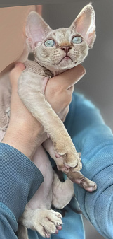 Котёнок Девон Рекс