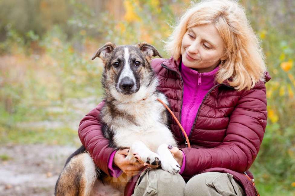 Собаки в Москве: Симба Мальчик, Бесплатно - фото 4