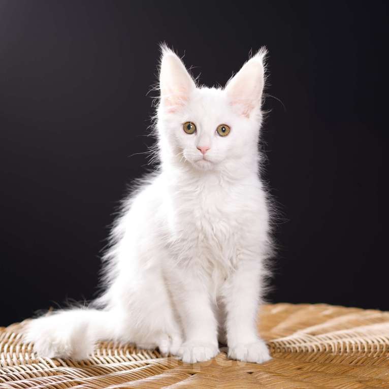 Кошки в Новоалтайске: Белоснежная красавица Девочка, Бесплатно - фото 2