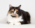 Кошки в Москве: Ласковая пушистая трёхцветная кошка Ксюша Девочка, 1 руб. - фото 1