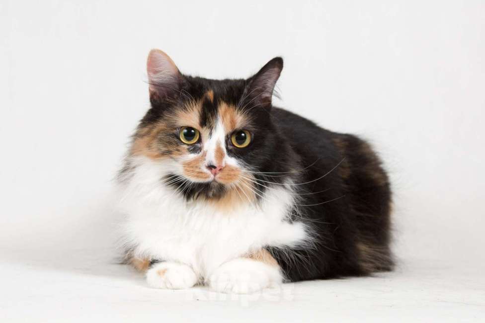 Кошки в Москве: Ласковая пушистая трёхцветная кошка Ксюша Девочка, 1 руб. - фото 1