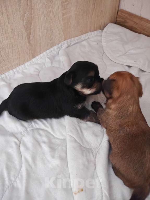 Собаки в Ростове-на-Дону: Морки 3 Мальчик, 30 000 руб. - фото 1