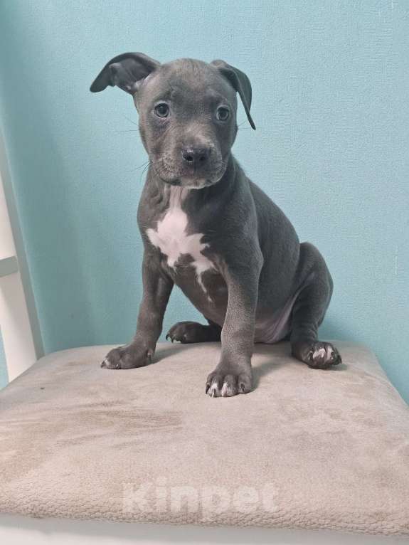 Собаки в Ивантеевке: Щенки Американский Стафаршиский Терьер  Девочка, 60 000 руб. - фото 5