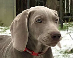 Собаки в других городах Московской области: Щенок веймаранера Девочка, 80 000 руб. - фото 1