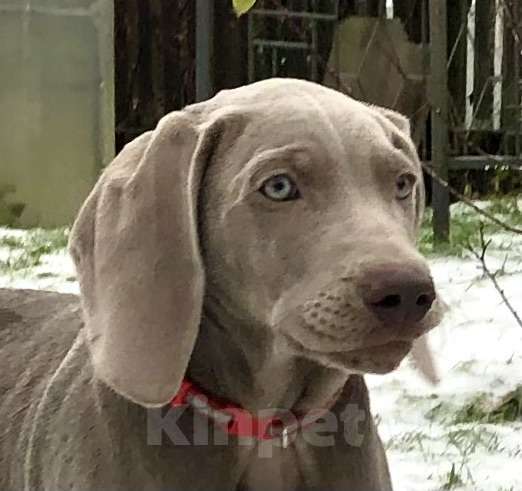 Собаки в других городах Московской области: Щенок веймаранера Девочка, 80 000 руб. - фото 1