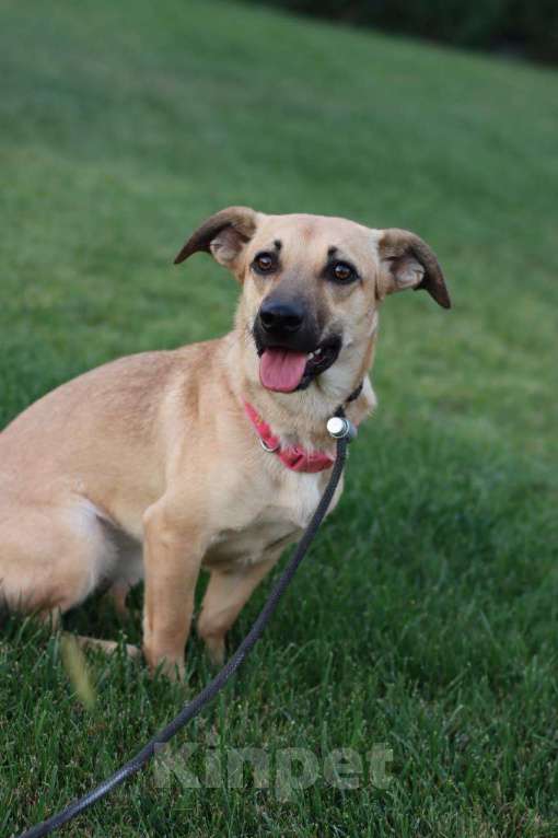 Собаки в Москве: Масяня Девочка, Бесплатно - фото 4