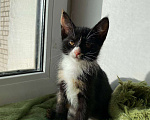 Кошки в Смоленске: Котенок 3 месяца  Девочка, 100 руб. - фото 2