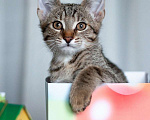 Кошки в Москве: Кышпировский – 4 мес котик в добрые руки Мальчик, 1 руб. - фото 4