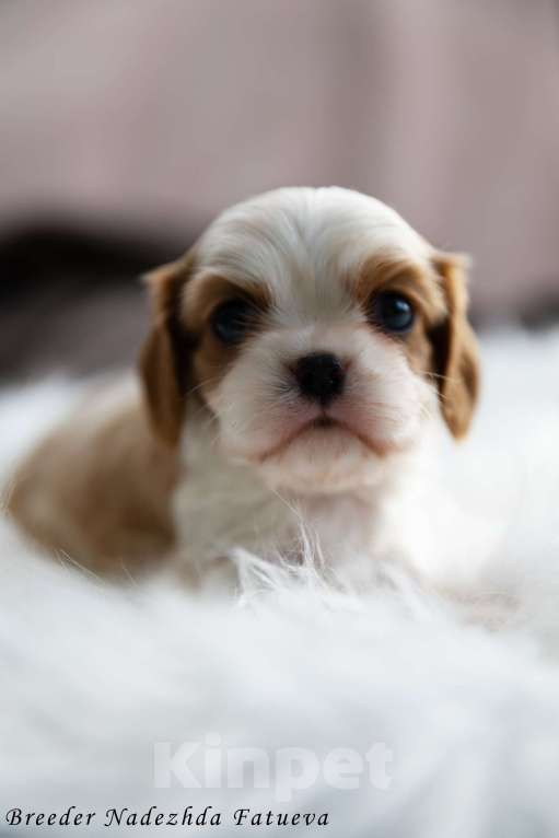 Собаки в Рязани: Щенок Кавалер кинг чарльз спаниель Мальчик, Бесплатно - фото 1