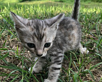 Кошки в Барнауле: Котята бенгалы Девочка, 15 000 руб. - фото 4