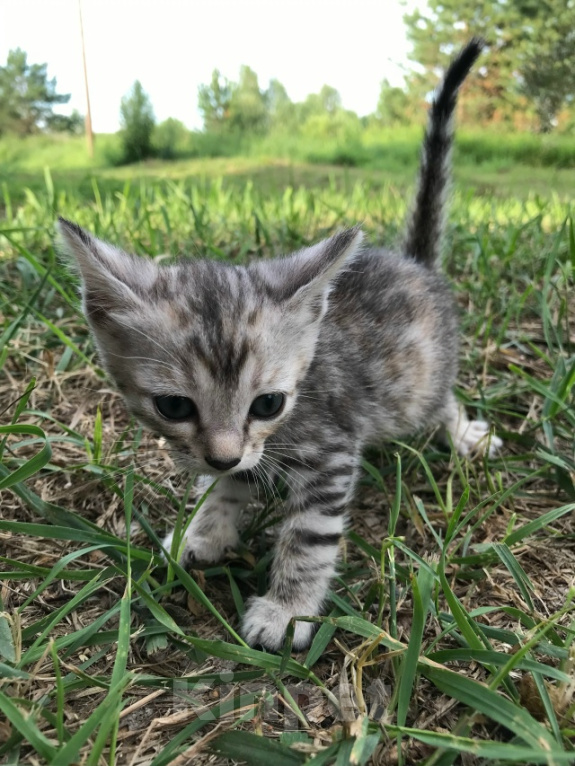 Кошки в Барнауле: Котята бенгалы Девочка, 15 000 руб. - фото 4
