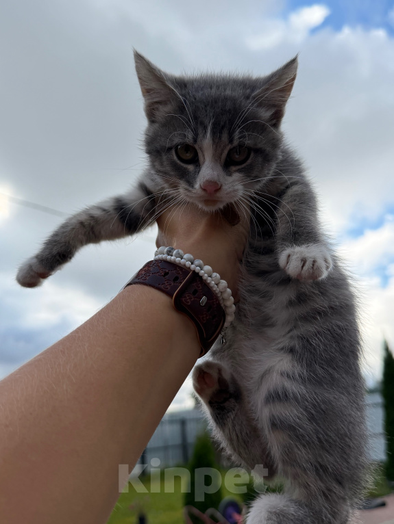 Кошки в Подольске: Отдам котенка в добрые руки Девочка, Бесплатно - фото 4