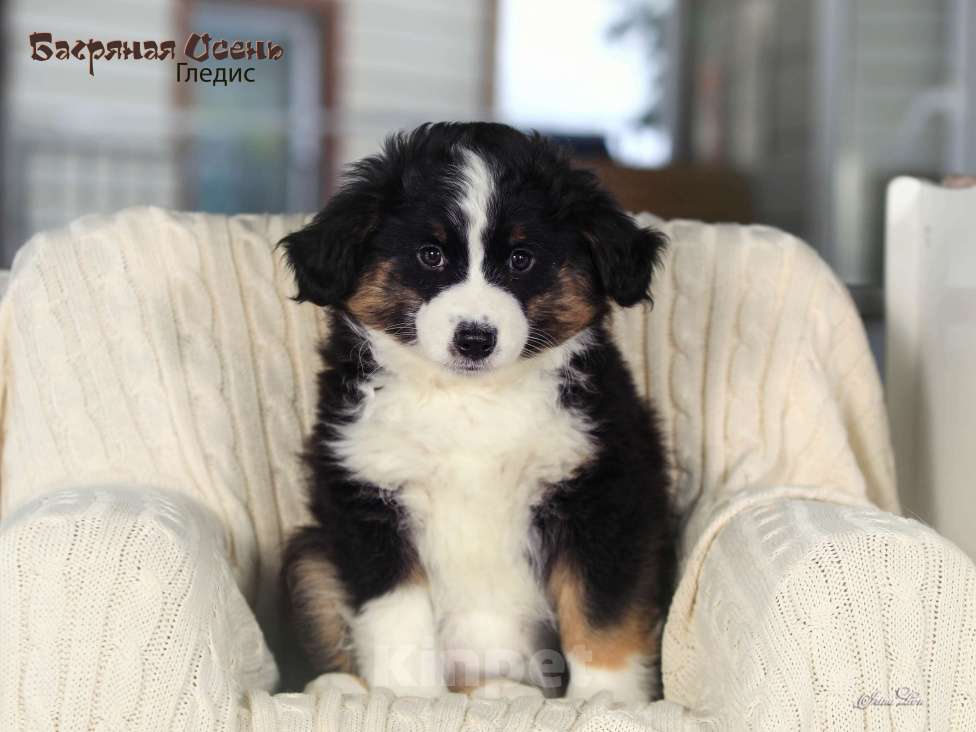 Собаки в других городах Московской области: Продается девочка миниаусси Девочка, 60 000 руб. - фото 4