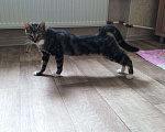 Кошки в Санкт-Петербурге: Котёнок ищет дом Девочка, 100 руб. - фото 5