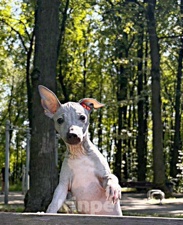 Собаки в Москве: Американский голый терьер, щенок девочка Девочка, 45 000 руб. - фото 3