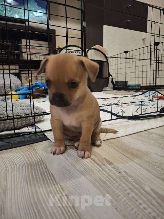 Собаки в Краснодаре: Девочка рыжая Девочка, 10 000 руб. - фото 5