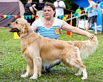 Собаки в Иваново: Золотистый ретривер (вязка) Мальчик, 10 руб. - фото 2