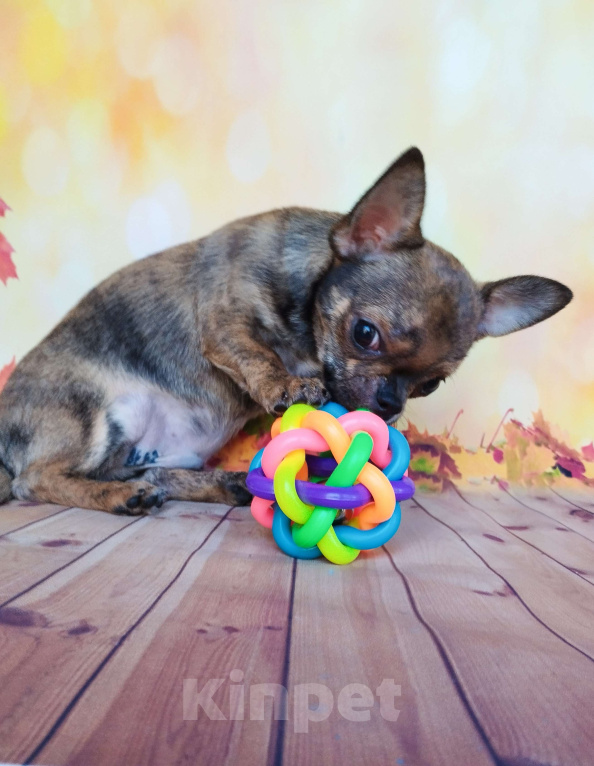 Собаки в Ногинске: Редкий экземпляр  Мальчик, 30 000 руб. - фото 1