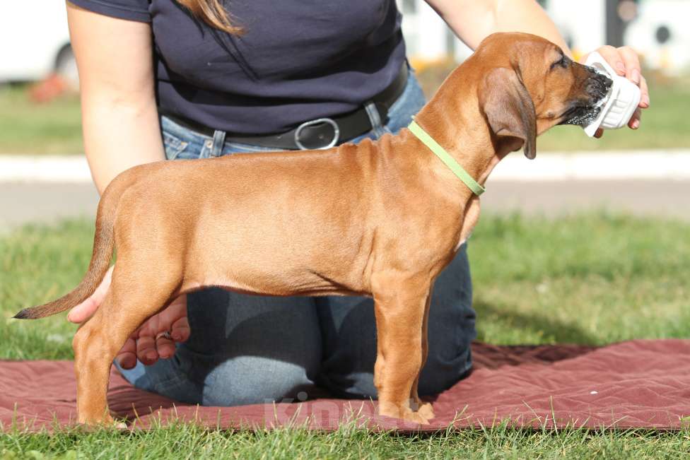 Собаки в Москве: Щенок родезийского риджбека  Девочка, Бесплатно - фото 4