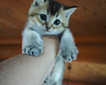 Кошки в Севастополе: Котенок Мальчик, Бесплатно - фото 6