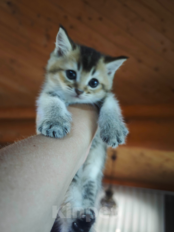 Кошки в Севастополе: Котенок Мальчик, Бесплатно - фото 6