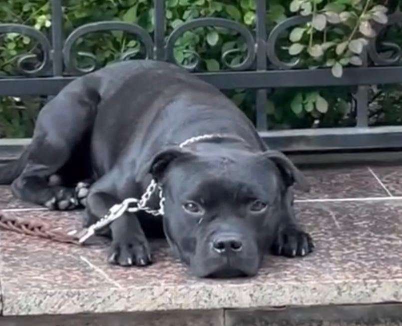 Собаки в Санкт-Петербурге: ПРОПАЛА СОБАКА Мальчик, 10 000 руб. - фото 1
