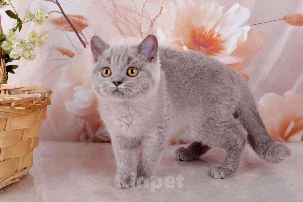 Кошки в Санкт-Петербурге: Британская милашка - сладкая мордашка Девочка, 50 000 руб. - фото 4