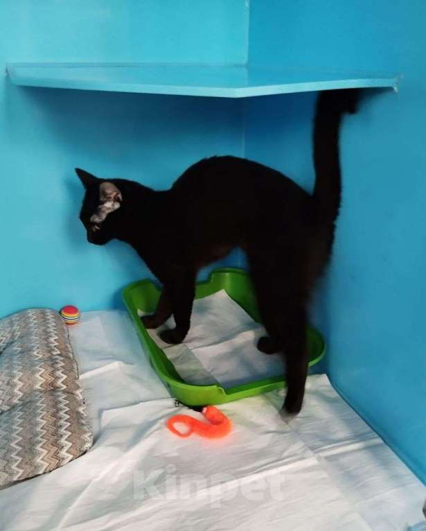 Кошки в Москве: Ласковая черная кошечка в добрые руки! Девочка, Бесплатно - фото 3