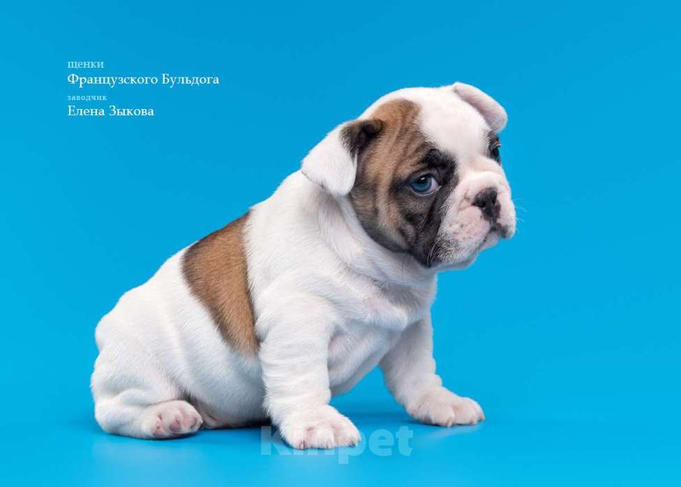 Собаки в Нижнем Новгороде: Предлагаю  к продаже щенков французского бульдога Мальчик, 45 000 руб. - фото 4