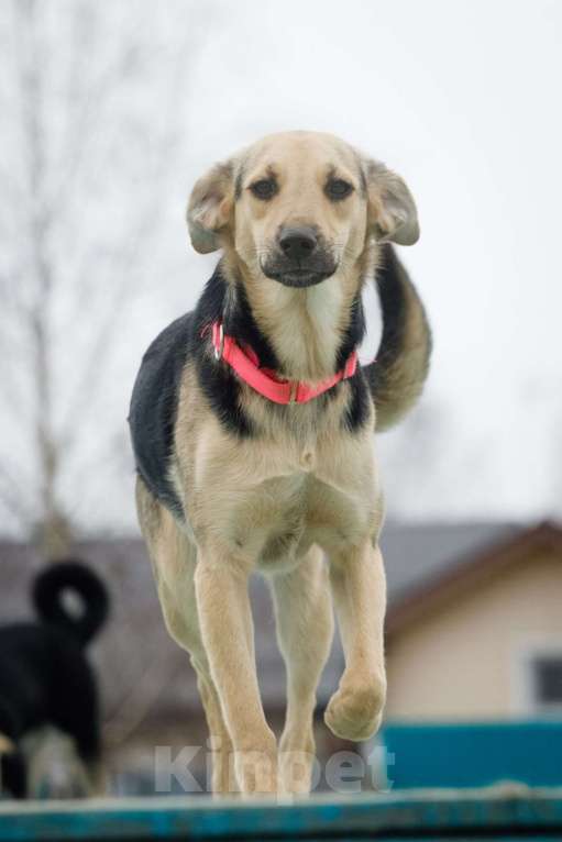 Собаки в Москве: Небольшая забавная собачка Глори в дар Девочка, 1 руб. - фото 2