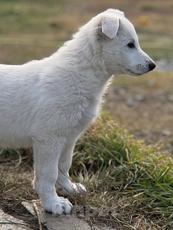 Собаки в Екатеринбурге: Щенок белой Швейцарской овчарки мальчик К/Ш Мальчик, 50 000 руб. - фото 1