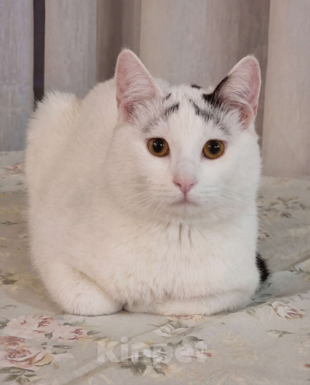 Кошки в Москве: Девочки, записываемся на бровки!  Ищем дом бровястому Федору Мальчик, Бесплатно - фото 1