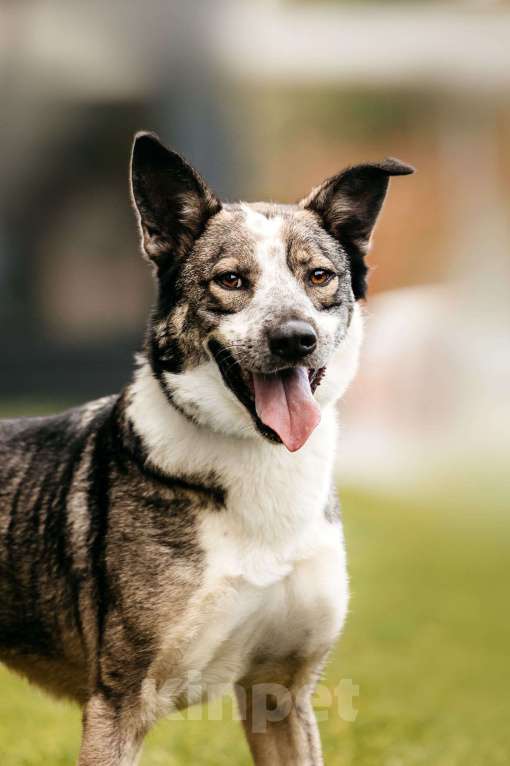 Собаки в Москве: Зажигательный Джаз ищет дом Мальчик, Бесплатно - фото 7
