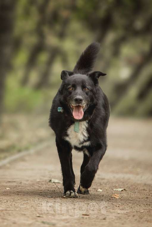 Собаки в Москве: Пух Мальчик, Бесплатно - фото 3