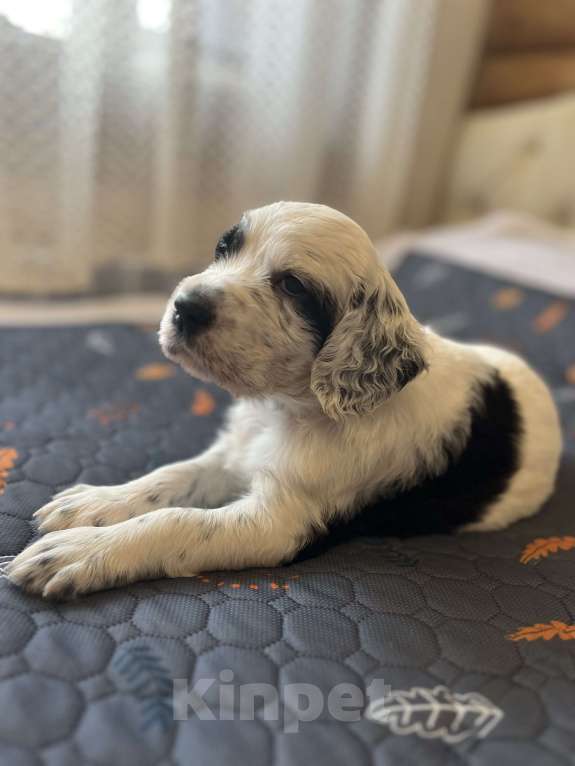 Собаки в Балаково: Щенки английского сеттера Мальчик, 55 000 руб. - фото 3