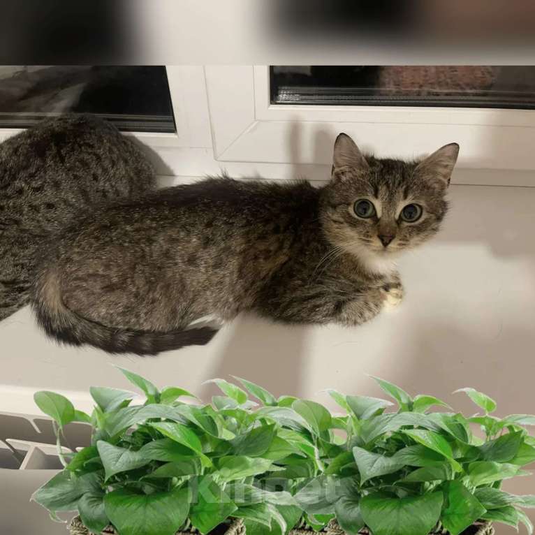 Кошки в Казани: Котенок Девочка, Бесплатно - фото 1