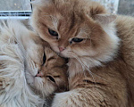 Кошки в других городах Московской области: Британские длинношерстные котята Мальчик, 50 000 руб. - фото 9