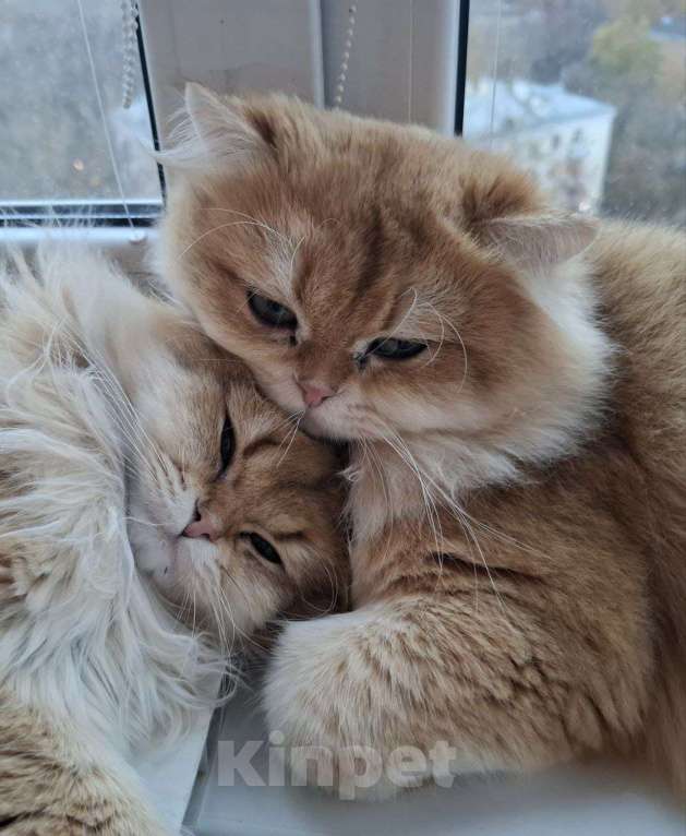 Кошки в других городах Московской области: Британские длинношерстные котята Мальчик, 50 000 руб. - фото 9